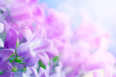 Фиолетовые цветы: скачать обои на телефон бесплатно