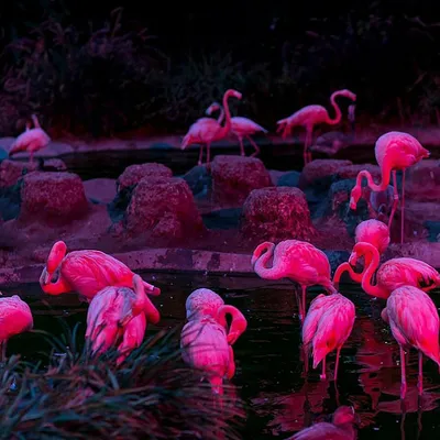 Фото фламинго на закате – обои для создания атмосферы