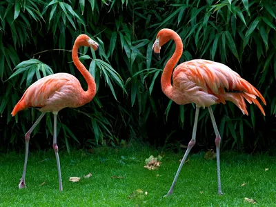 Фламинго в стиле минимализма – обои в хорошем качестве