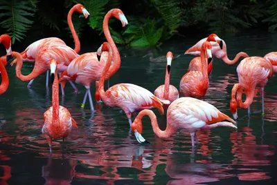 Фламинго в рамках – обрамите ваше устройство стильными обоями