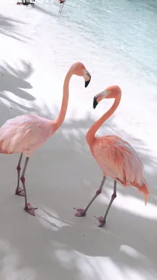 Обои с прекрасными фламинго