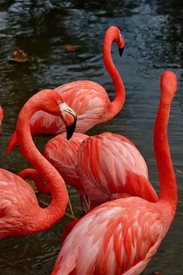 Фото фламинго в живописном ландшафте