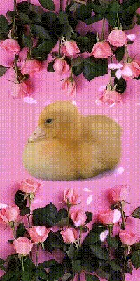 Gif животные: Лучшие фото в формате PNG