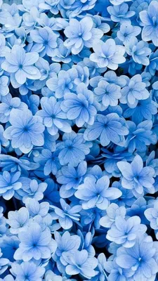 [42+] Голубые цветочки обои