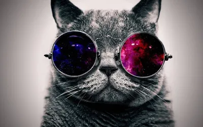 Скачать бесплатно обои с котом в очках космос