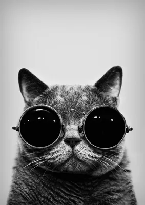 История кота в очках космос: фон для вашего экрана