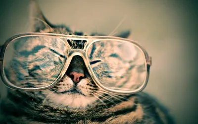 Фото с котом в очках космос в высоком качестве