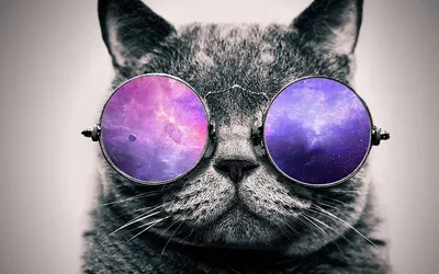 Кот в очках космос обои