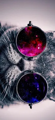 Создайте атмосферу с фоновыми обоями: кот в очках космос