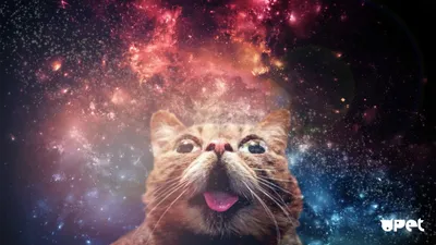Обои с котом в очках космос: яркость и стиль на вашем экране