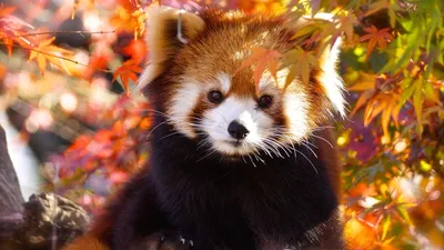 Красная панда: обои на телефон в формате jpg
