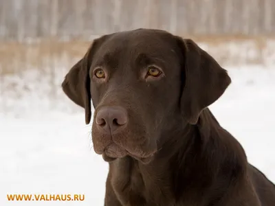 Фото лабрадора: бесплатные обои для скачивания