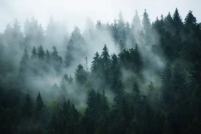 Лес туман: обои для телефона (jpg)