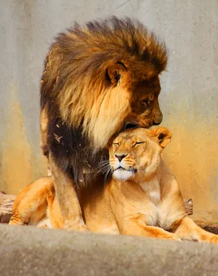 Фотография льва и львицы - обои на рабочий стол