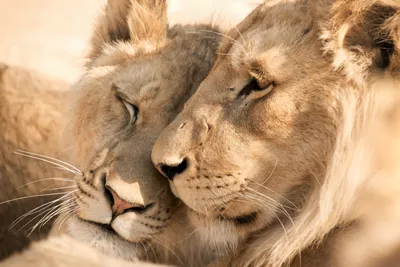 Скачать обои Лев и львица бесплатно для iPhone