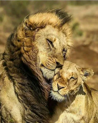 Фото Лев и львица для Android