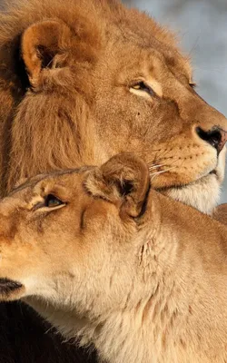 Фотография льва и львицы в формате jpg