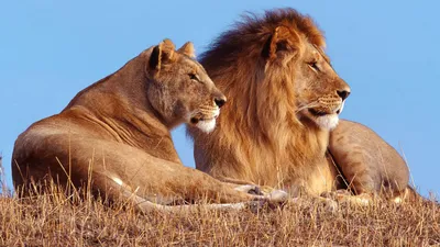 Обои с изображением льва и львицы для Windows