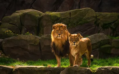 Фото Лев и львица в хорошем качестве для iPhone