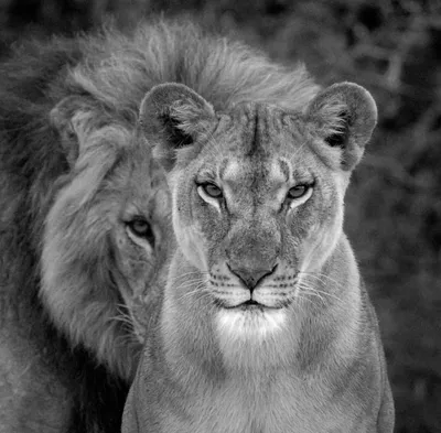 Обои на телефон с изображением льва и львицы на Windows