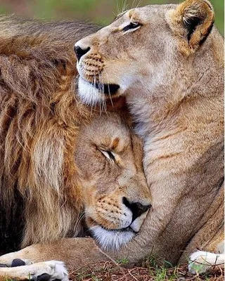 Фото Лев и львица для Android в webp формате