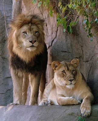 Фотография льва и львицы - фон для рабочего стола