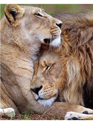 Обои с изображением льва и львицы на Windows