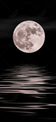 Луна в ночном лесу - фото обои на телефон и ПК