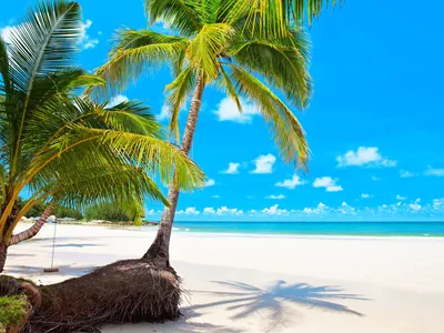 Бесплатные обои Мальдивы: сон на белоснежных пляжах 365 дней в году
