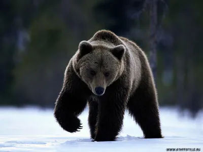 Медведь: фото для вашего рабочего стола