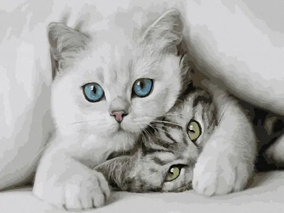 Скачать обои Милые котята в webp формате