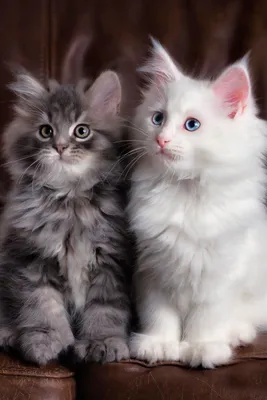 Обои на телефон Милые котята: бесплатное скачивание в png