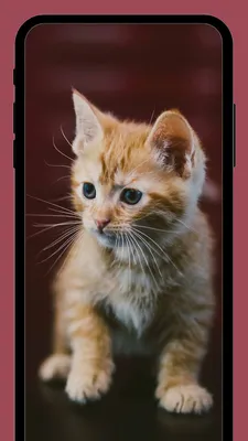 Милые котики: обои для iphone в webp формате