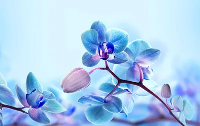 Орхидея: фото обои на телефон в формате jpg