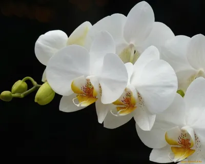 Скачать обои с орхидеей для iPhone бесплатно