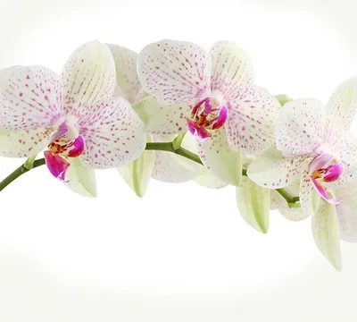 Фото орхидеи: обои с нежными цветами для iPhone