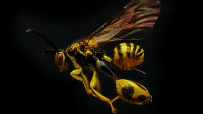 Обои Wasp 4K для рабочего стола или экрана мобильного телефона можно бесплатно и легко скачать