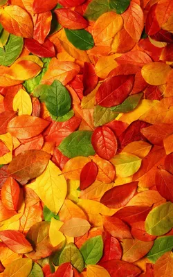 Осенние листья: обои на телефон
