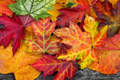 Осень листья: фото на рабочий стол