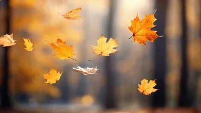 Обои на телефон Осень листья скачать бесплатно