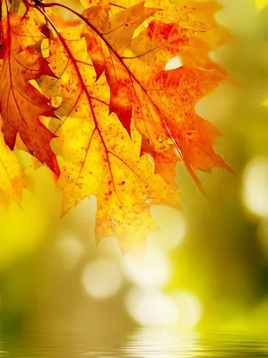 Фотографии Осень листья для iPhone