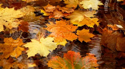 Обои Осень листья в формате png: бесплатно
