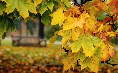 Осенние листья: красивые обои для Windows