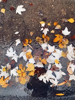 Осень листья: фото на телефон