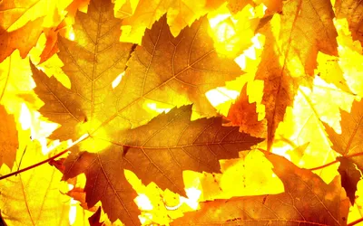 Фон Осень листья для iPhone в хорошем качестве
