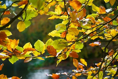Обои Осень листья скачать бесплатно на рабочий стол