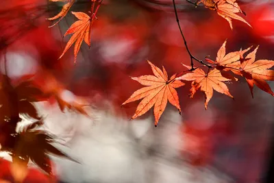 Фон Осень листья: бесплатные обои для iPhone