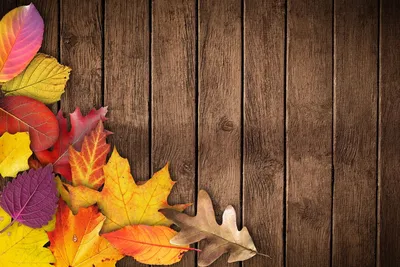 Фото Осень листья в формате webp: обои на телефон