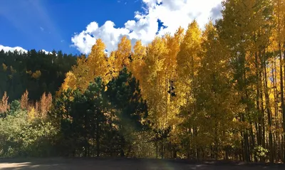Обои Осень листья для Windows: бесплатно