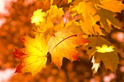 Фотографии Осень листья для Windows